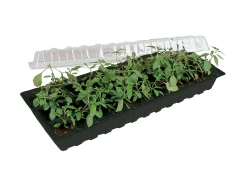 Minigro med 30 urtepotter
