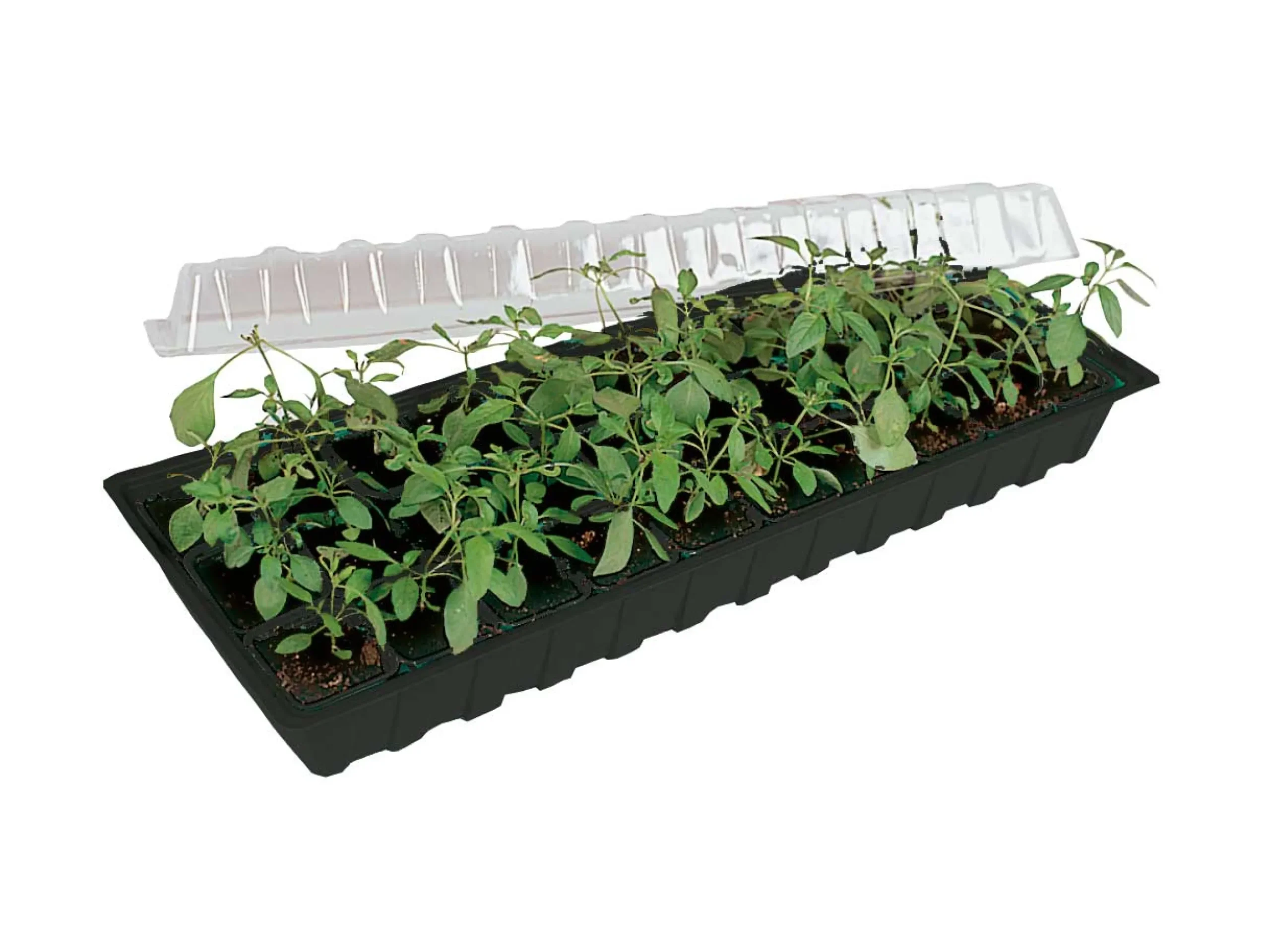 Minigro med 30 urtepotter