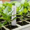 Planteetiketter, 100 / 250 stk.