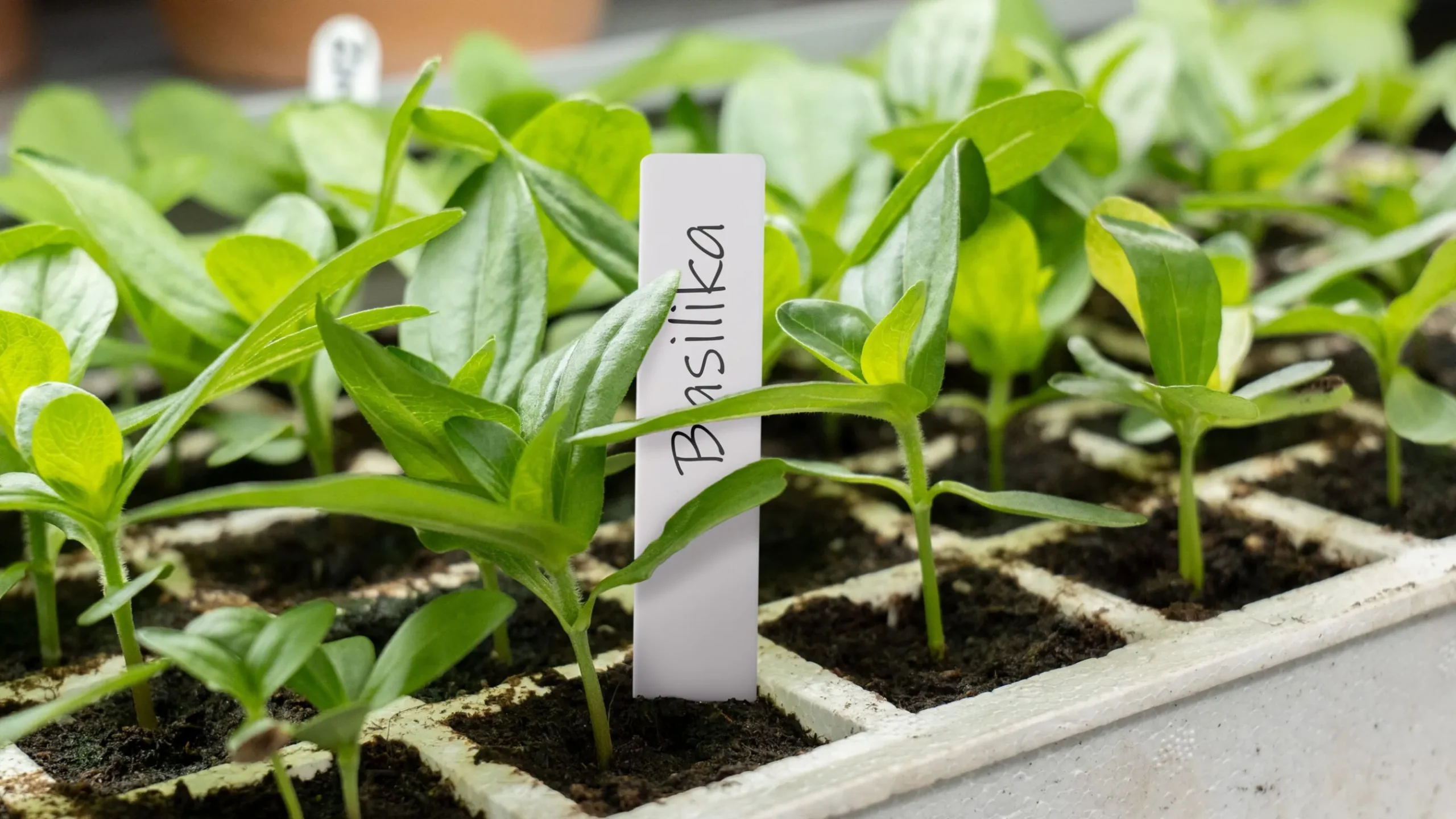 Planteetiketter, 100 / 250 stk.