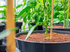 PLANTiT Kokosfiber