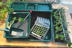 Plantning