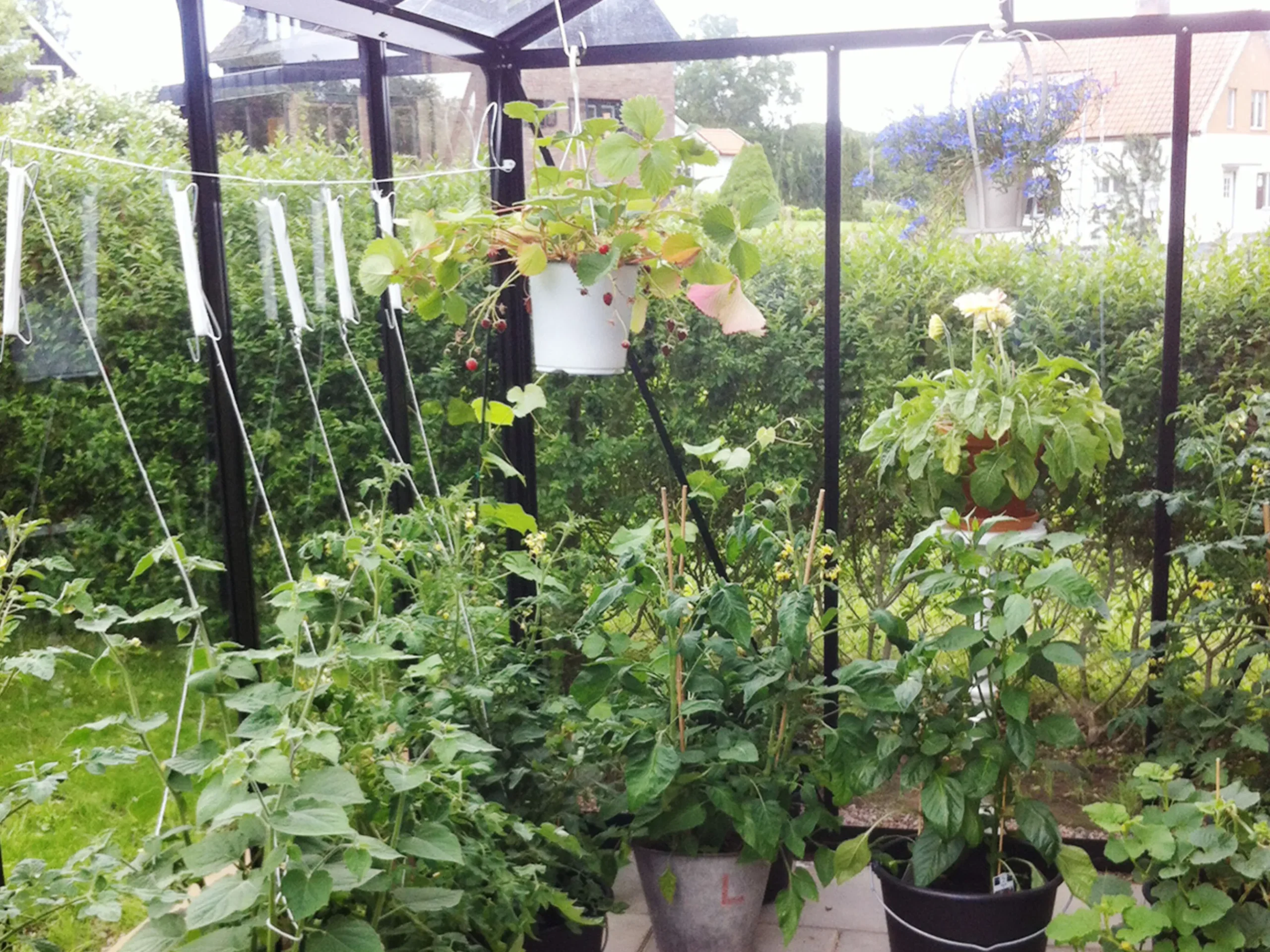 Tomatkrog